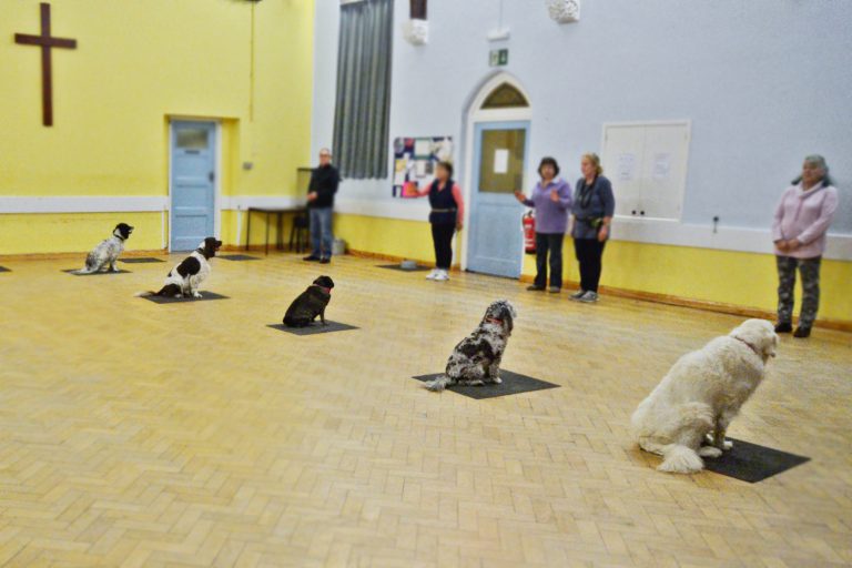 Dog Obedience Clacton, Essex Tendring Agility Group