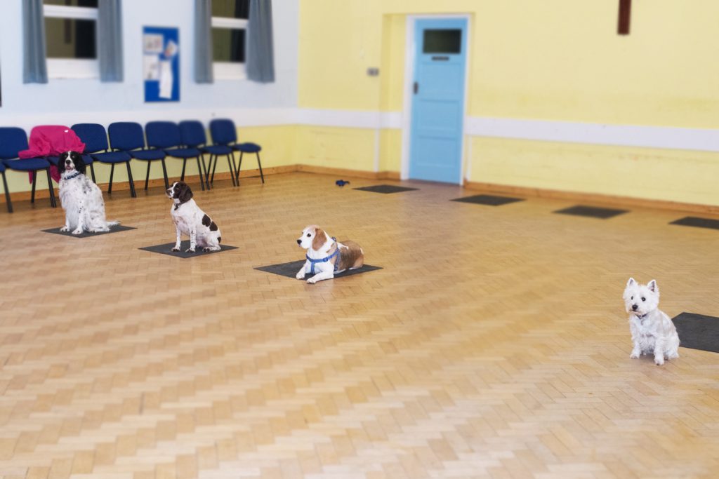 Dog Obedience Clacton, Essex Tendring Agility Group